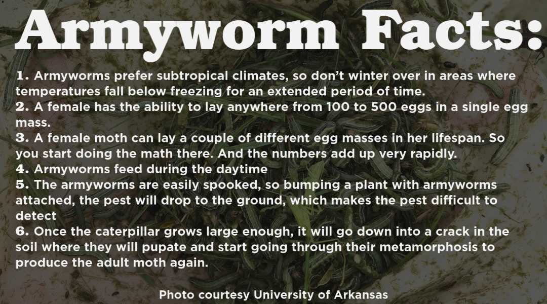 armyworm facts