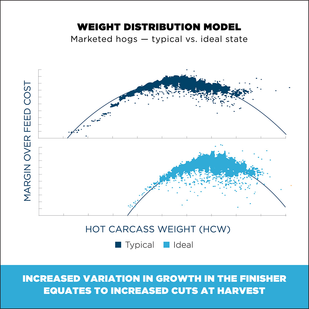 Weight Distribution Model, Marketed hogs, typical vs. ideal state