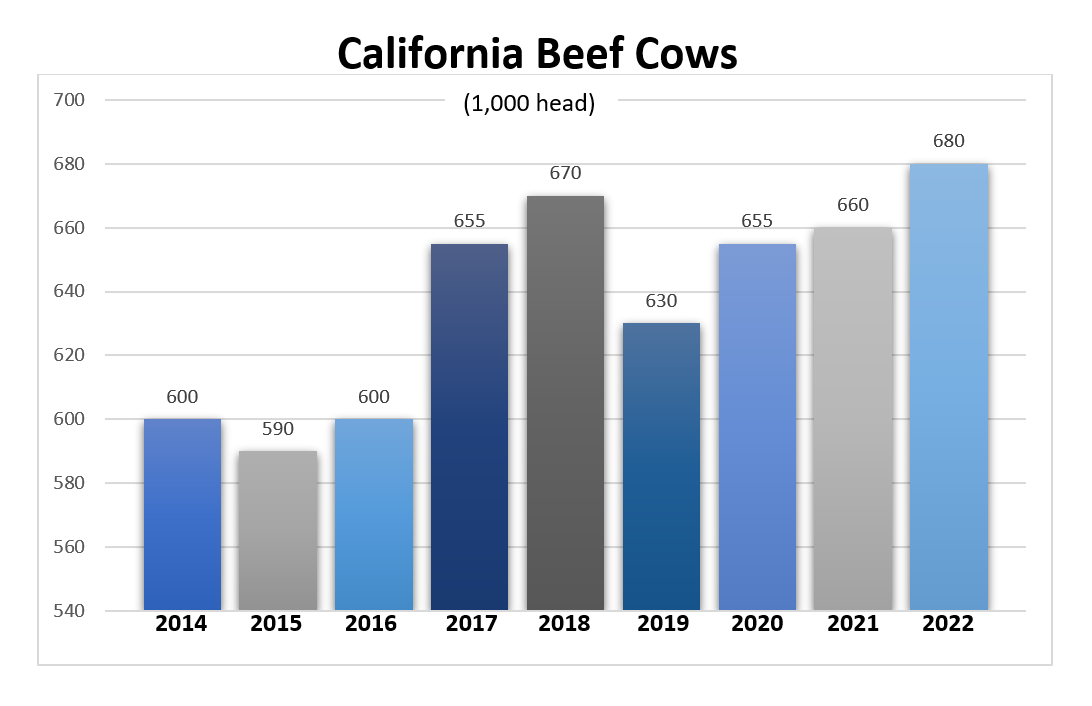 California Cows