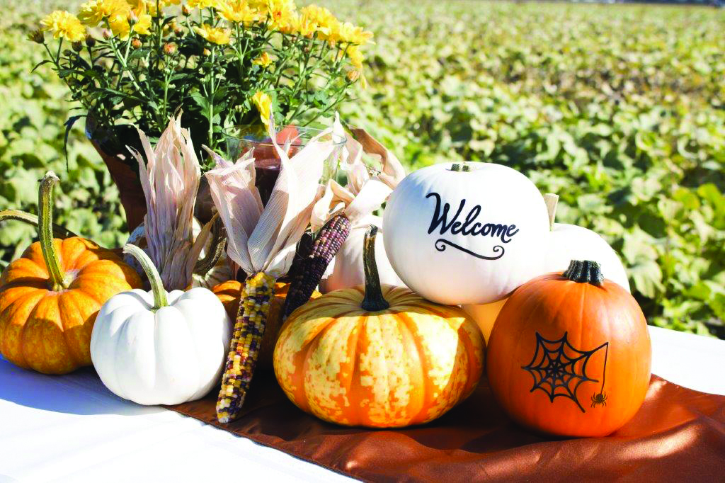 Bay Baby pumpkins