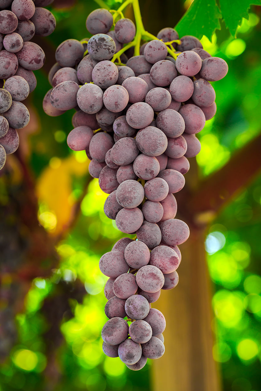 Photo courtesy IFG, Bebop grape variety