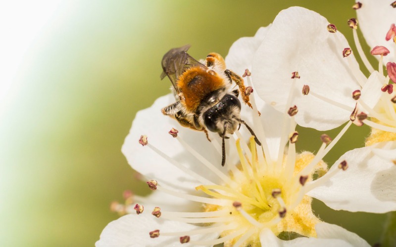 bee pollinating an apple tree