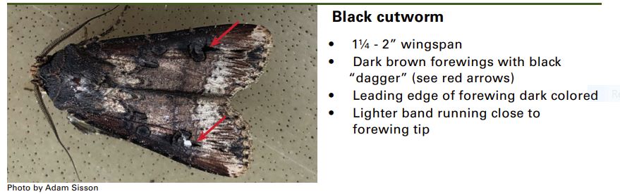 Moth News: Moth-trapping Part I: Basic equipment - BirdGuides