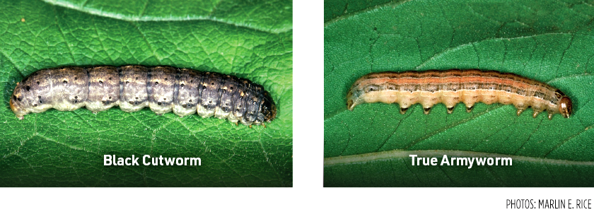 Black-Cutworm-and-True-Armyworm