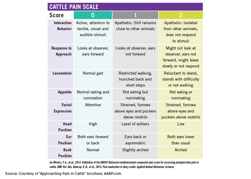 pain-scale