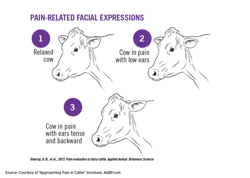 cattle-pain-faces