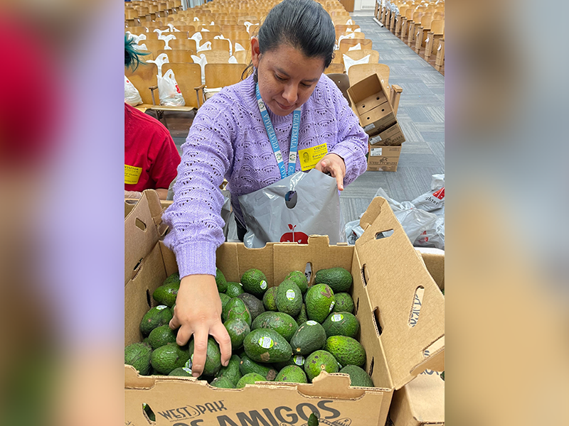 A woman in a lavender sweater is shown reaching into a cardboard box to grab avocados.