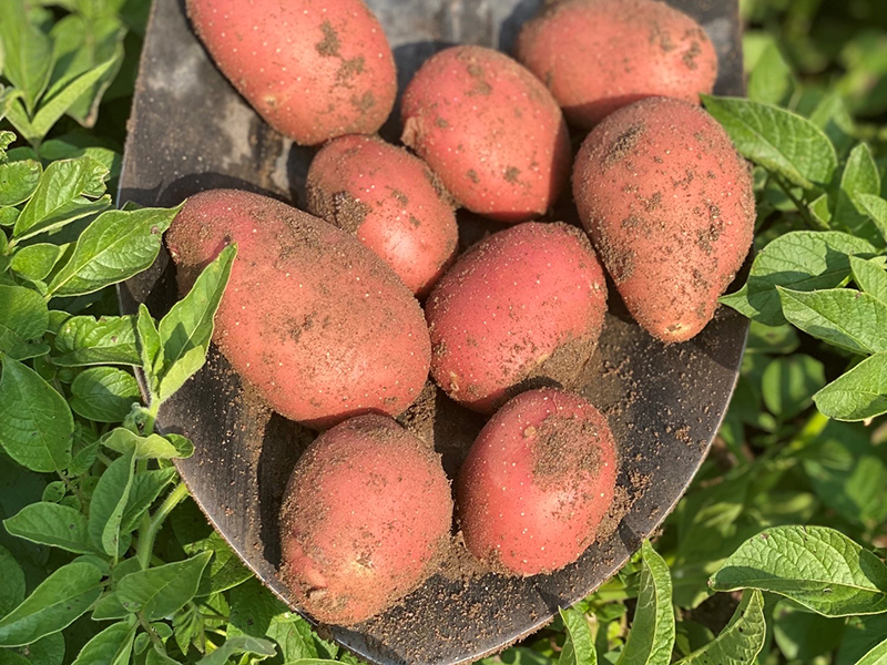 Pictured is a new crop of butter red potatoes.