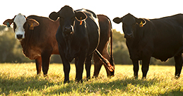 Cattle standing in sunlit field
