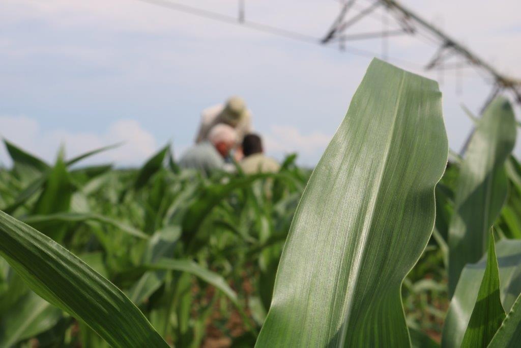 three in irrigated corn