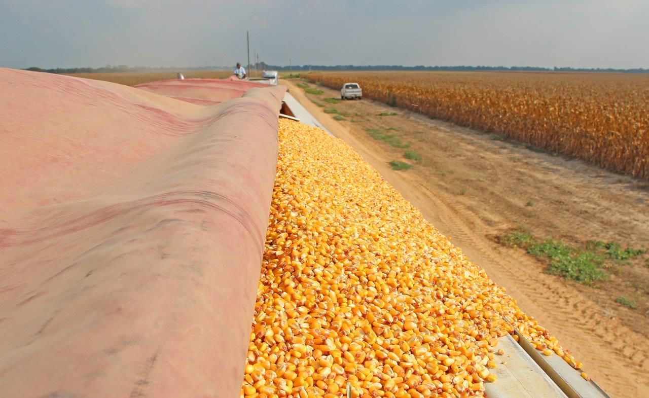 Grain harvest