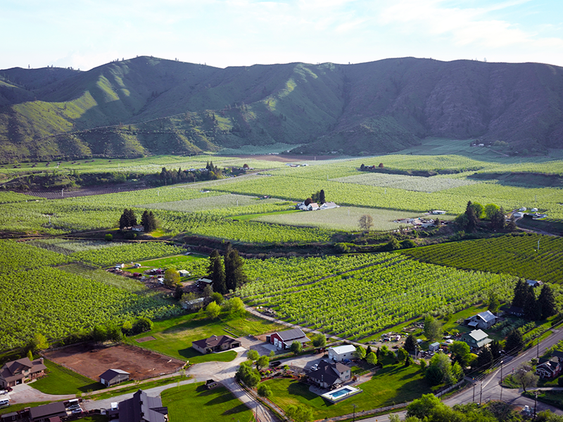 Aerial view of apple orchard with mountains in the background