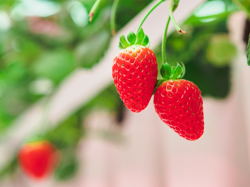 Nature Fresh Farms greenhouse-grown strawberries