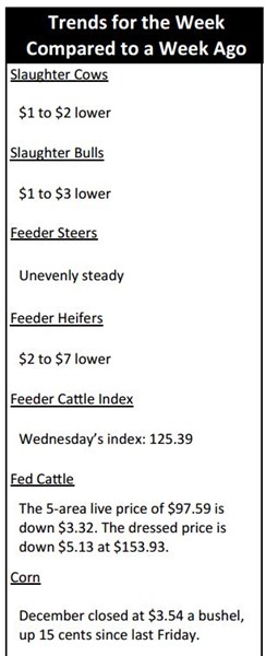 Market Highlights Undervalued Cattle Agweb