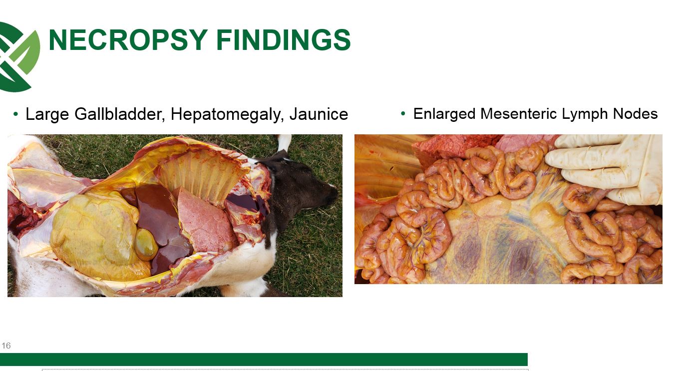 organs affected by S. Dublin