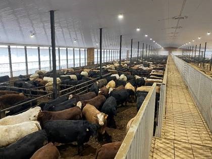 Cattle Feeding in Canada
