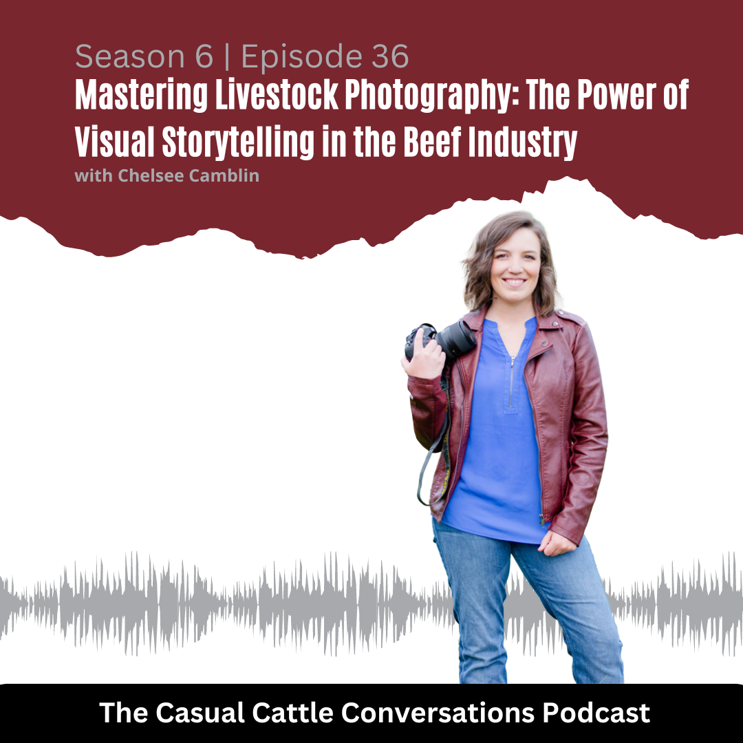 Chelsee Camblin - Casual Cattle Conversations