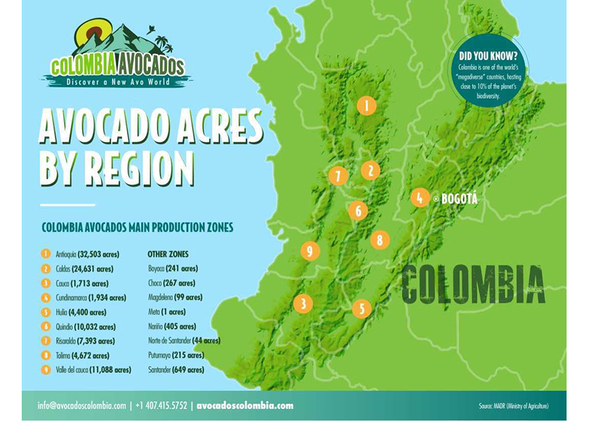 Colombia avocados
