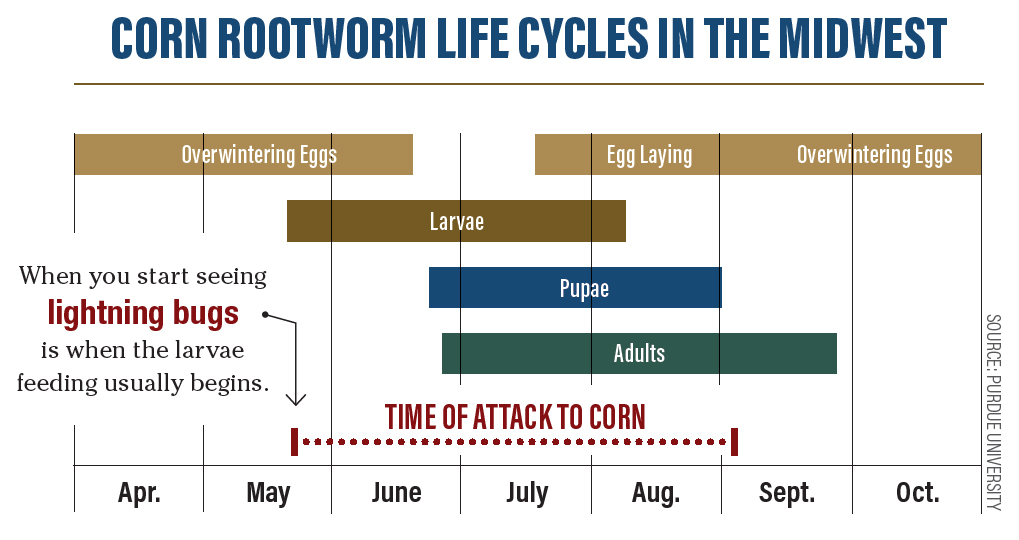 Corn Rootworm Life Cycle