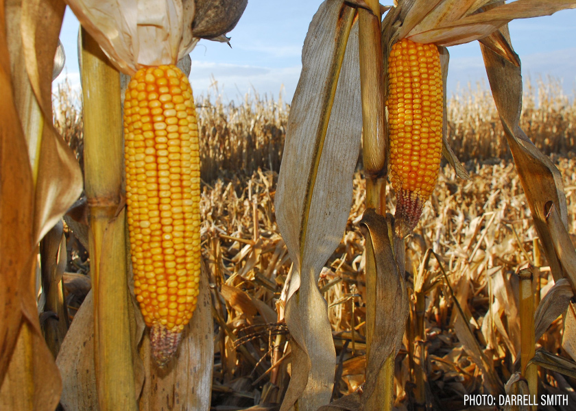 Corn Harvest Ears