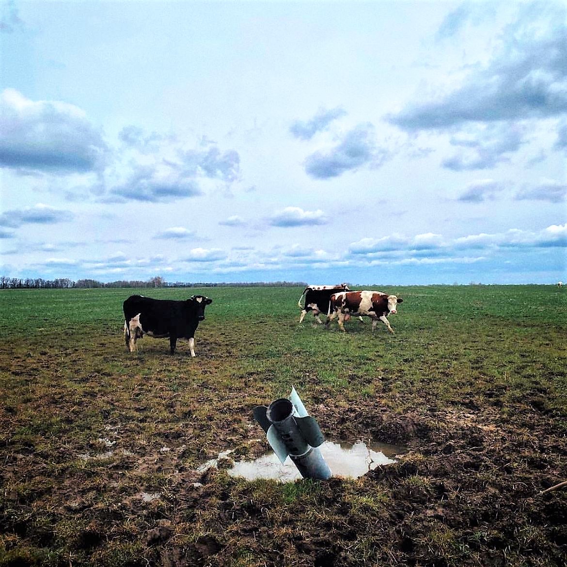 cows graze near rockets in field