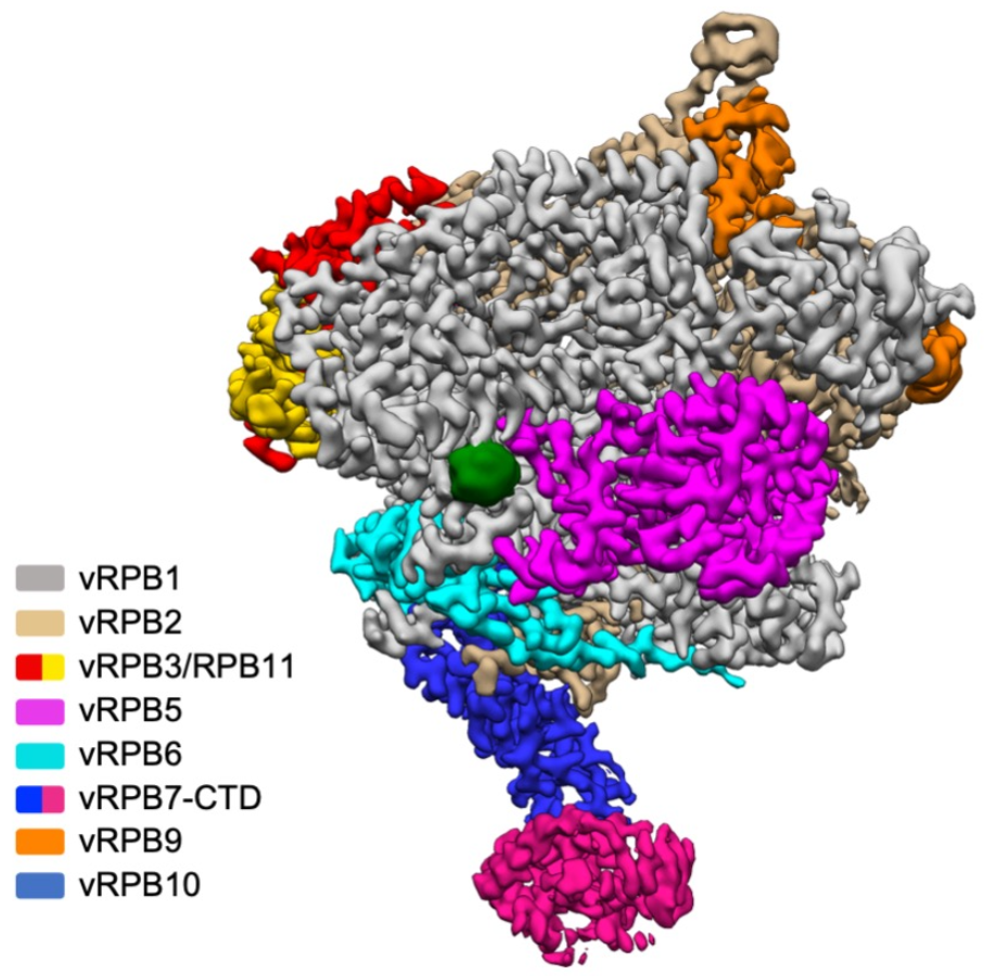 Cryo-Electron Microscopy structure of the 8-subunit core RNA polymerase from ASFV. (Image courtesy of Finn Werner/ UCL).
