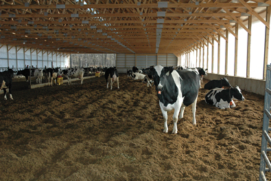 The Methane Man Dennis Haubenschild pioneers manure-to-technology ...