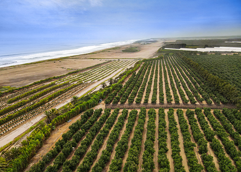 Aerial view of avocados planted near coastline