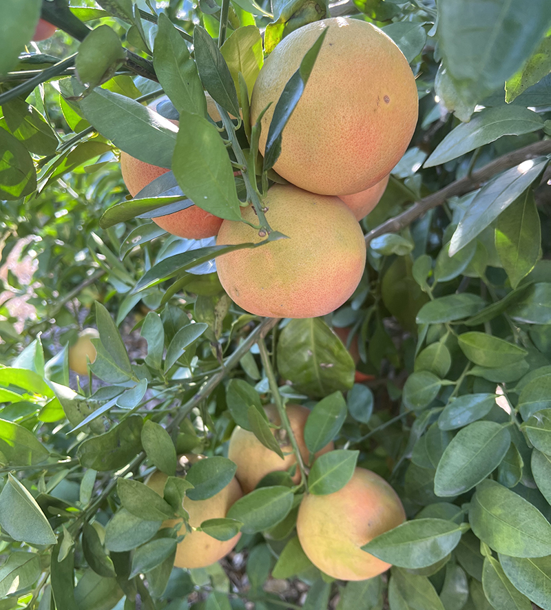 Texas grapefruit ripening on the tree (Photo courtesy of Texas Citrus Mutual) 