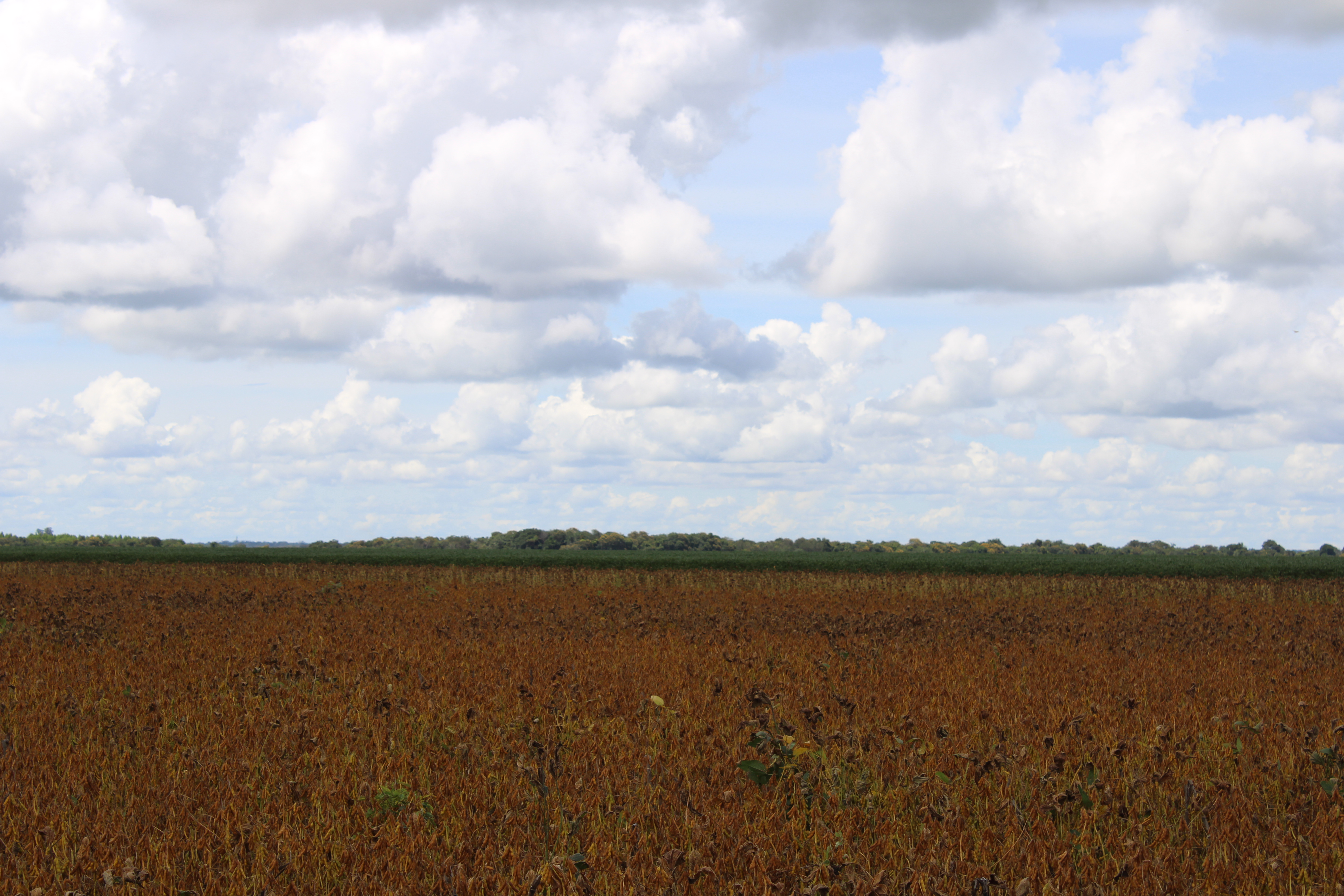 2023 soybean crop in Brazil