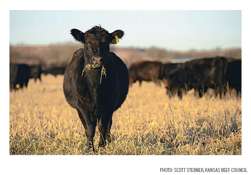 Cattle Cover Crops