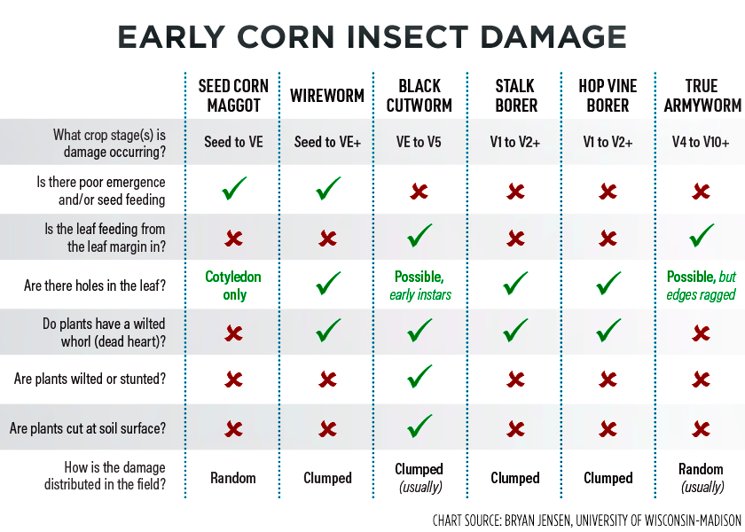 Early-Corn-Insect-Damage