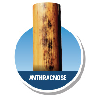 Anthracnose Stalk Rot