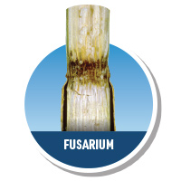 Fusarium Stalk Rot