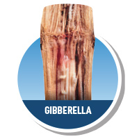 Gibberella Stalk Rot