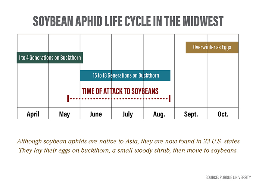 Soybean Aphid Cycle