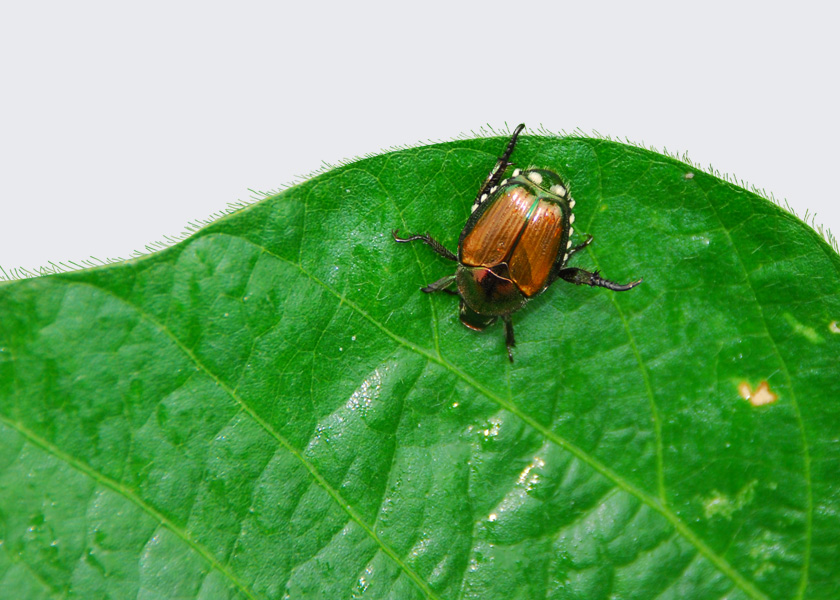Unspoken Truths About Pests: Japanese Beetles