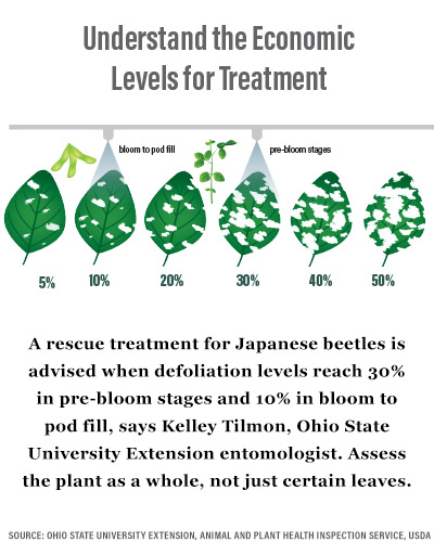 Economic Threshold of Japanese Beetles