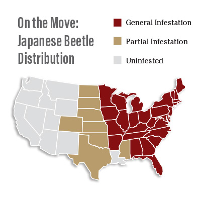 Japanese Beetle Infestations