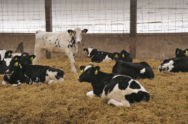 heifer calves_dairy