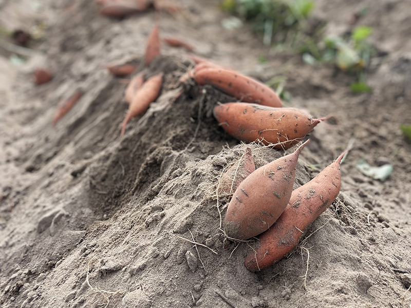 sweetpotatoes in a field
