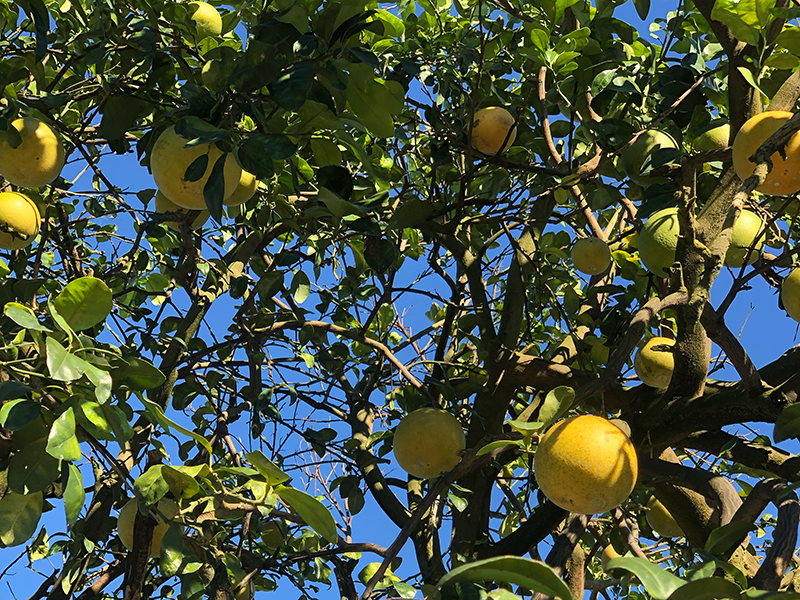 Feek Family Citrus, formerly known as DLF International, will offer grapefruit and other citrus varieties this fall.
