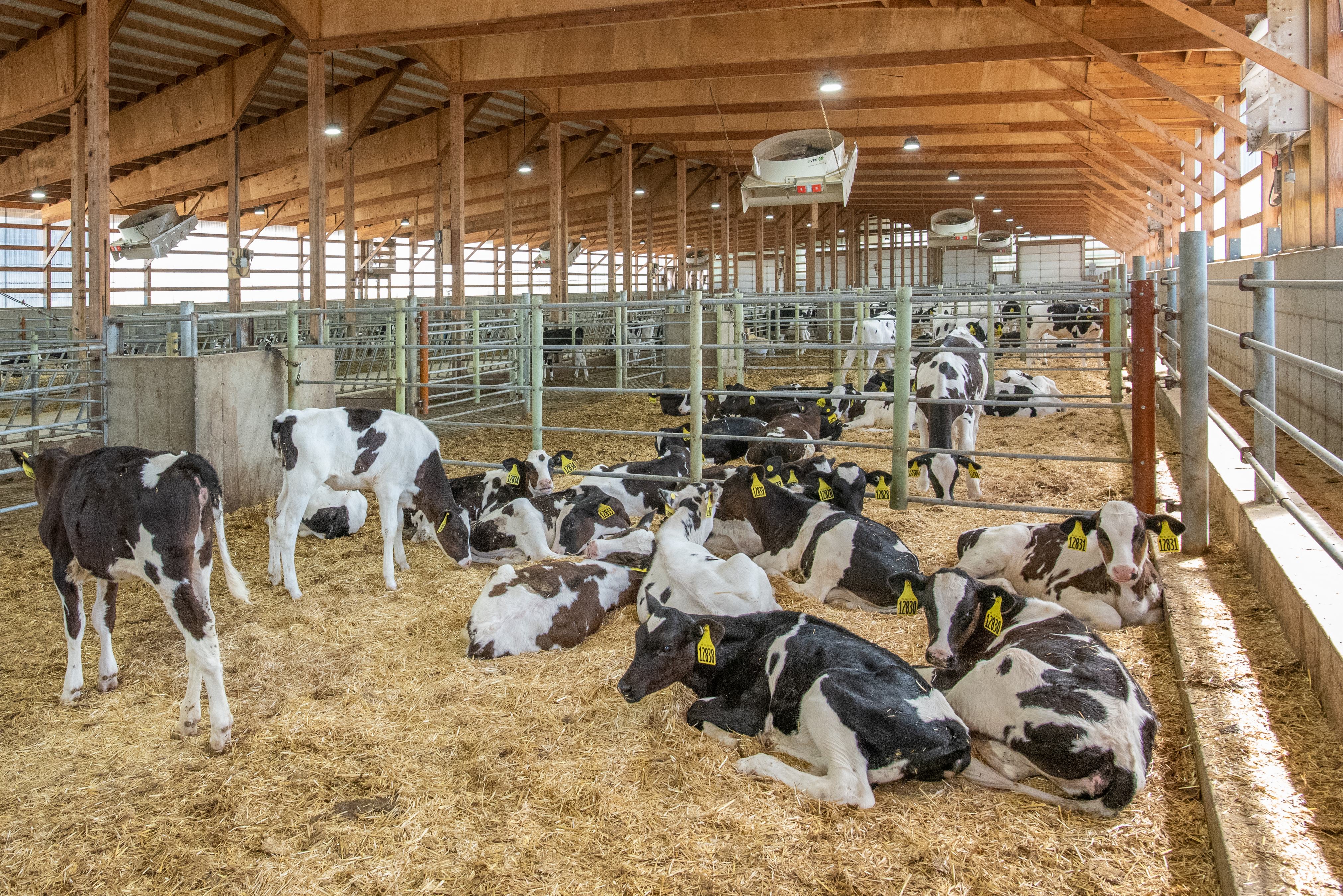 Build a Better Barn to Build a Better Cow | Dairy Herd