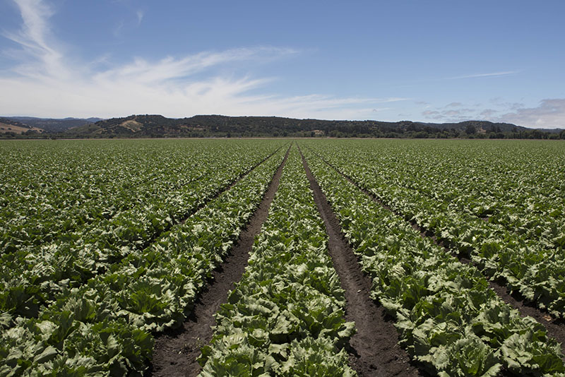 field grown California lettuce