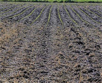 seedling corn decimated by true armyworm
