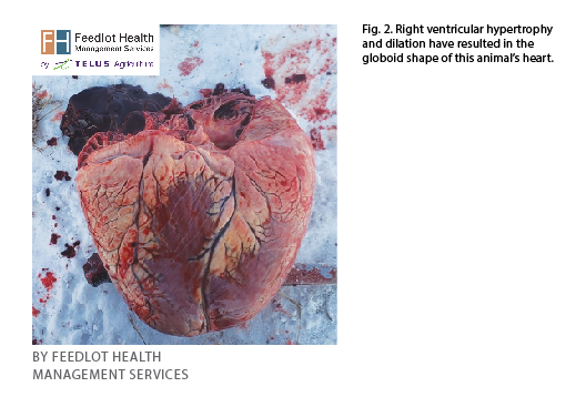 Figure 2 heart failure