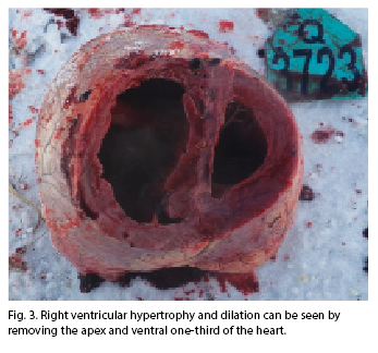 Figure 3 heart failure