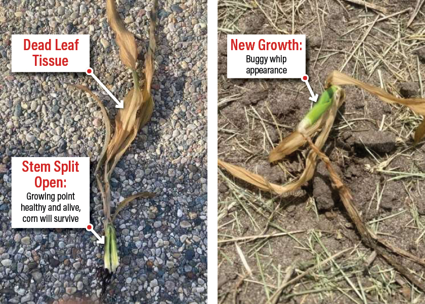 Dead leaf tissue/stem split open/new growth