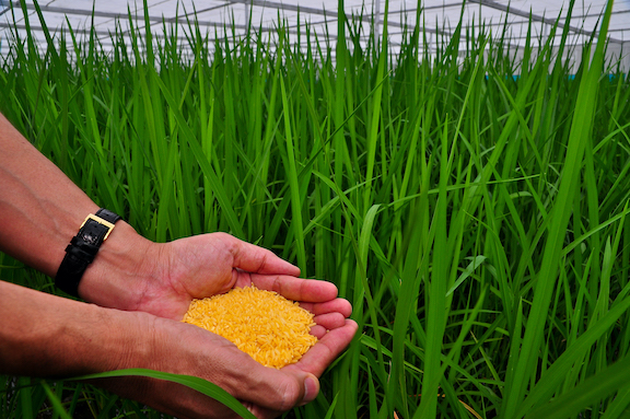Golden Rice grain