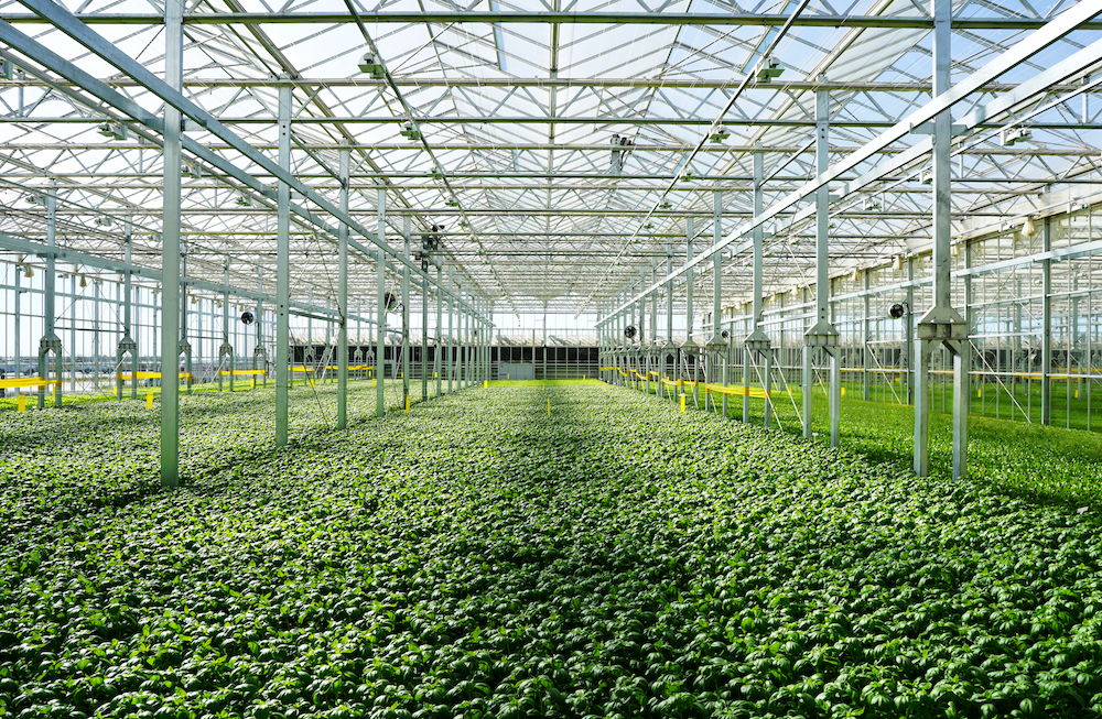 hydroponic greenhouse of lettuces